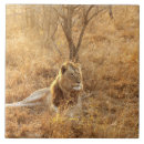 Recherche de lion carreaux Faune
