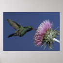 Suche nach pollen poster Fliege