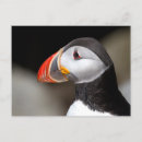 Suche nach puffins postkarten Vogelvogel