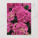 Suche nach hydrangea postkarten Natur