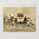 Recherche de arachnide cartes postales Macro