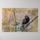 Suche nach schwarzer vogel poster Schwarzwild