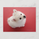 Recherche de tapis rouge posters Animaux