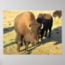 Suche nach bison poster Herde