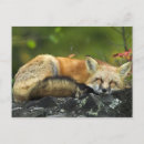 Suche nach red fox postkarten Wild