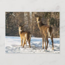 Recherche de blanche neige cartes postales Bois