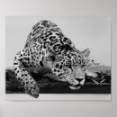 Recherche de léopard blanc posters Animal