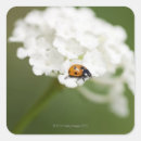 Recherche de macro fleur Nature