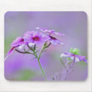 Recherche de phlox tapis souris Caroline du sud