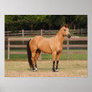 Suche nach quarter horse poster Tier