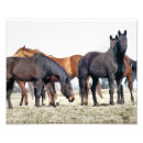 Recherche de photo de cheval Équine