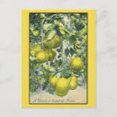 Recherche de pamplemousse cartes postales Vintage