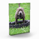Suche nach tricks wohnen zuhause Terrier
