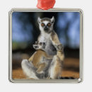 Suche nach lemur ornamente Säugetier