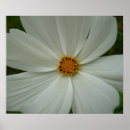 Suche nach cosmos poster Natur