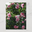Recherche de camelias cartes postales Fleurs roses