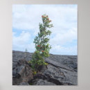 Suche nach hawaii vulkane poster Große insel