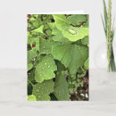 Suche nach gingko karten Ginkgo