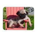 Suche nach pug magnete Hund