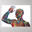 Suche nach arteries poster Venen