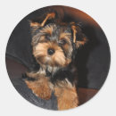 Recherche de yorkshire terrier autocollants Chiot