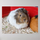 Suche nach der käfig poster Grau