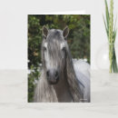 Suche nach graues pferd karten Rasse