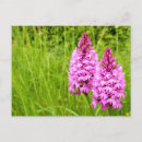 Suche nach orchideen blumen postkarten Elegant