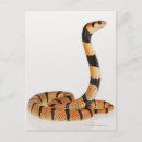 Recherche de serpents cartes postales Reptiles