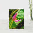 Suche nach bananen blume postkarten Floral