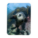 Recherche de animaux sous marins magnets Mer