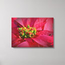 Suche nach poinsettia leinwandbilder Blumenreich