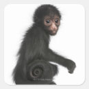 Recherche de singe rouge autocollants Faune