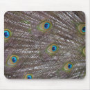 Recherche de paons tapis souris Oiseaux