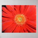 Suche nach gerbera poster Blume