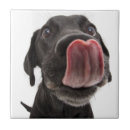 Suche nach schwarzes labrador fliesen Niedliches