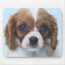 Recherche de cavaliers tapis souris Chiot
