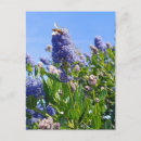 Suche nach englischer garten postkarten Blumen
