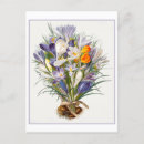 Suche nach vintage lila blume postkarten Quelle