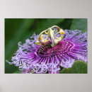 Suche nach hornissen poster Natur
