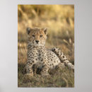 Recherche de jubatus posters Prédateur