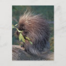 Suche nach stachelschweine poster Alaska