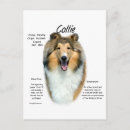 Recherche de de race cartes postales Colley