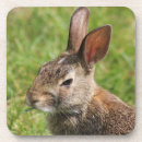 Suche nach bunny untersetzer Tierwelt