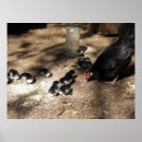 Suche nach niedliches küken poster Huhn