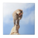 Suche nach affe fliesen Zoo