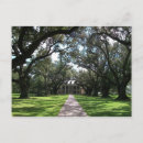 Recherche de chênes cartes postales Plantation