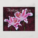 Recherche de stargazer lily posters Botanique