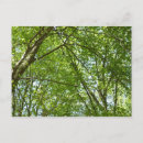 Recherche de printemps cartes postales Arbres