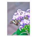 Suche nach lila flügel poster Schmetterling